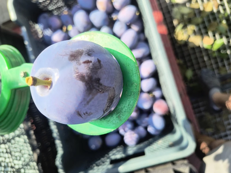 817_{tpl}_153ec830f7.webp