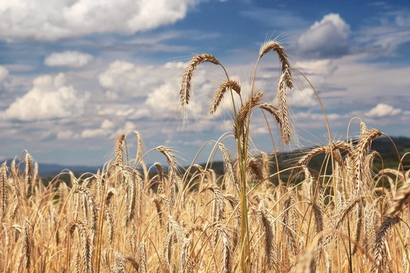 AgroPol